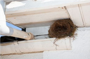 Bird nest in gutter needing gutter maintenance